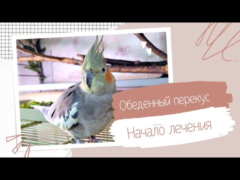 Видео: Влог l Вкусно обедаем и готовимся к лечению.