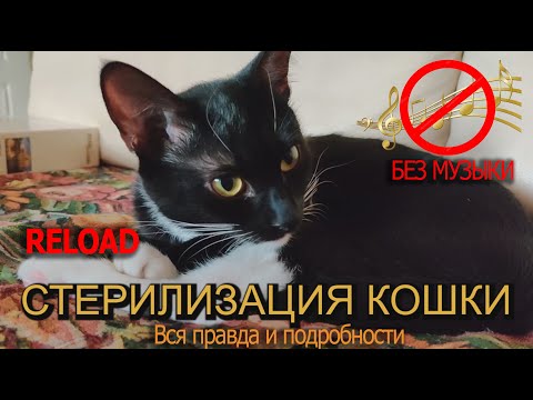 Видео: 27  Из жизни Маруси  Стерилизация кошки  Вся правда и подробности  БЕЗ музыки