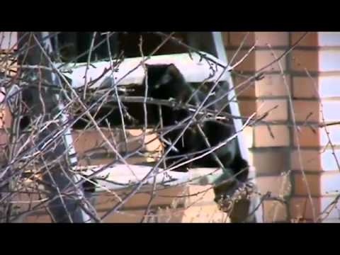 Видео: Братья Лапенковы-песня про нашего кота.