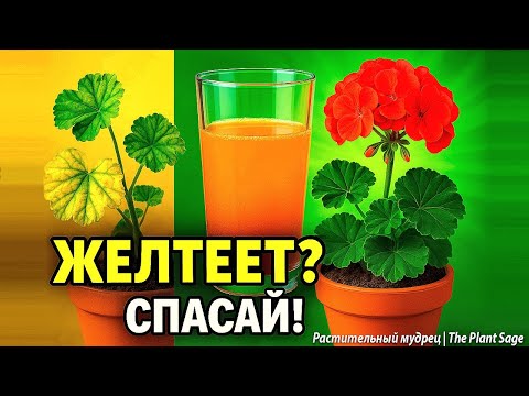 Видео: ГЕРАНЬ: ЖЕЛТЕЮТ ЛИСТЬЯ ЧТО ДЕЛАТЬ? 7 ПРИЧИН И 12 РЕШЕНИЙ, ЕСЛИ У ГЕРАНИ ЛИСТЬЯ ЖЕЛТЕЮТ И СОХНУТ