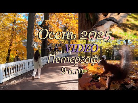 Видео: Петергоф/фонтаны/осень 2025/прогулка/птицы/белка