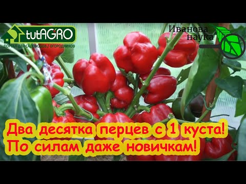 Видео: ПЕРЕЦ от А до Я. Даю самую простую схему подкормки перца: высадка рассады - окончание сбора урожая.