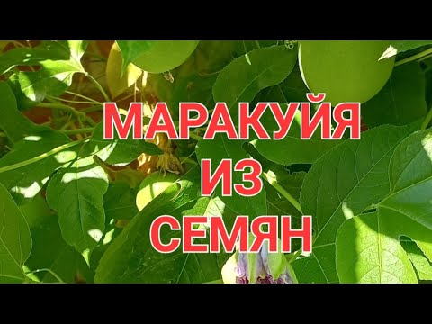 Видео: Размножение маракуйи семенами.