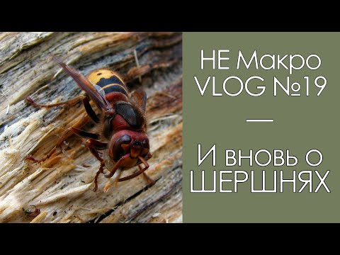 Видео: И вновь о шершнях / МакроVLOG №19 / 17.09.2020