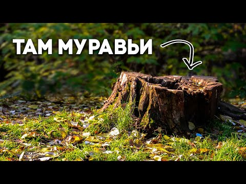 Видео: СНОВА В ПОИСКАХ МУРАВЬЁВ! Попали на брачный лёт муравьиных самок во Владимире! \\ Димон и пумба