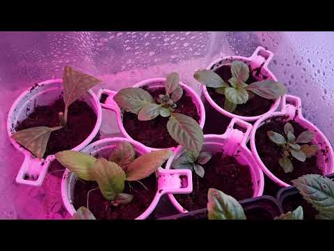 Видео: Черенкование Флокса Метельчатого осенью. 