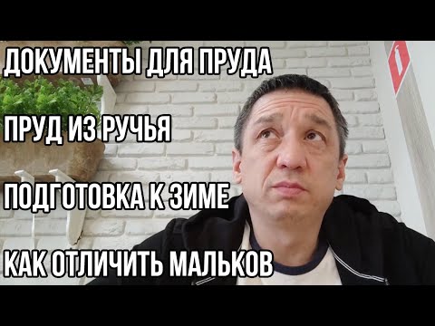 Видео: Ответы на вопросы. Разрешение для пруда, пруд из ручья, подготовка к зиме, мальки осетра.