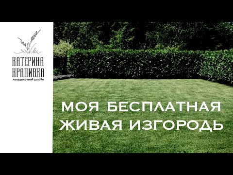 Видео: Моя бесплатная живая изгородь. Часть 1