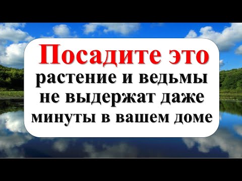 Видео: Посадите это на кухне и убирайте правильно, чтобы ведьмы и бедность исчезли навсегда!