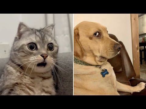 Видео: 😼 САМАЯ СМЕШНАЯ подборка про кошек и собак 🐶 Смешные моменты с домашними животными