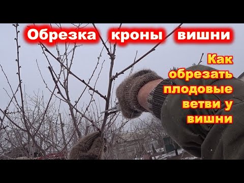 Видео: ОБРЕЗКА ВИШНИ, прореживаем крону.