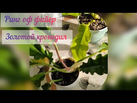 Видео: #растения дома#Филодендроны#Ринг оф файер#Золотой крокодил🪴❤️