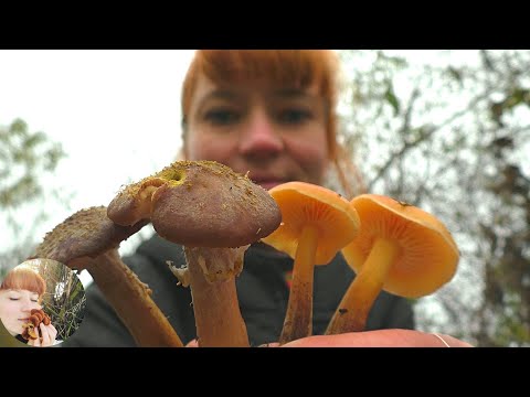 Видео: ЗИМНИЕ ОПЯТА 2020: где растут и как выглядят. Сравнение зимних и осенних опят. Как мариновать опята