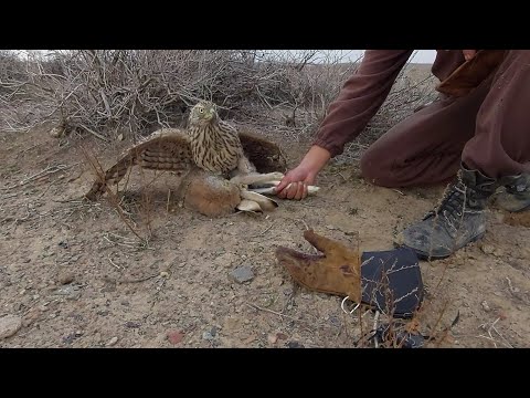 Видео: Қаршығамен қоян, кекілік аулау | Hunting with Goshawk on rabbits, partritge