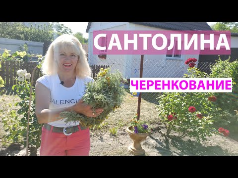 Видео: Самый простой способ размножения сантолины