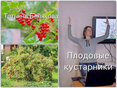 Видео: Плодовый сад . Дела огородные. Лекция - Плодовые кустарники.