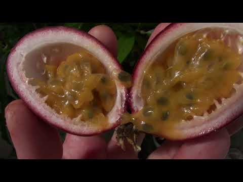 Видео: Пурпурная гранадилла  Passiflora edulis "Roland"