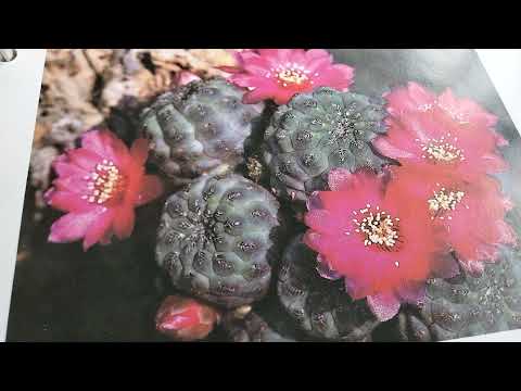 Видео: Виды кактусов.Обзор и опознание колючих растений. 3 часть.