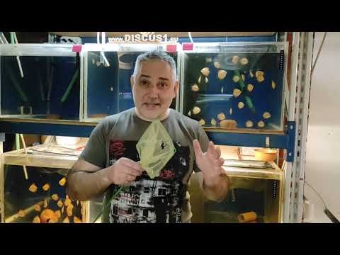 Видео: #Дискусы#ОтветыНаВсеВопросы#НовогоднийВыпуск#Дискус1