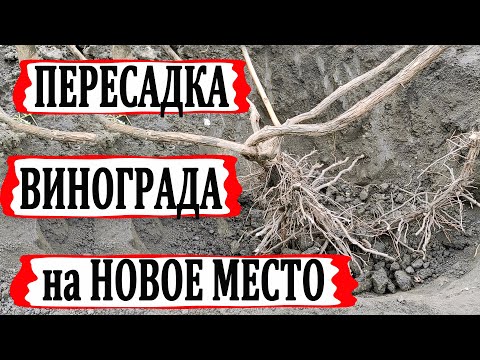 Видео: 🍇 Как пересадить взрослый куст винограда на новое место. Необычный способ.