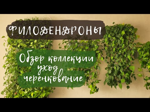 Видео: Филодендроны | Обзор коллекции, уход, черенкование