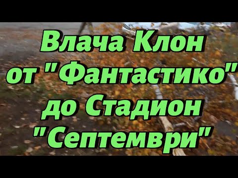 Видео: Влача клон от бреза в "Красна поляна" - от "Фантастико" до стадион "Септември"