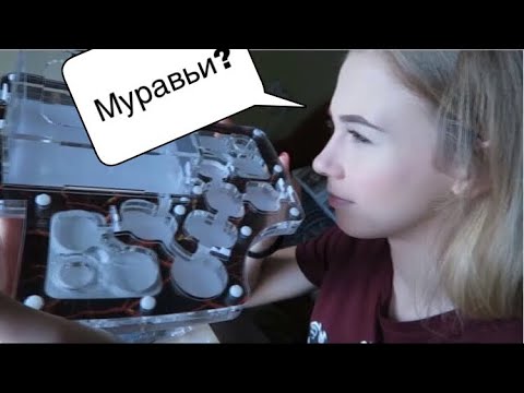 Видео: МУРАВЬИНАЯ ФЕРМА! КОРОТКО О ЗАСЕЛЕНИИ😅