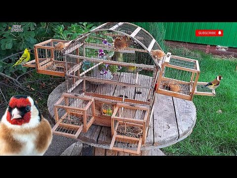 Видео: Лучший щегол, вылетели птицы. Щегол, чиж.