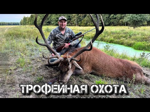Видео: Трофейная охота