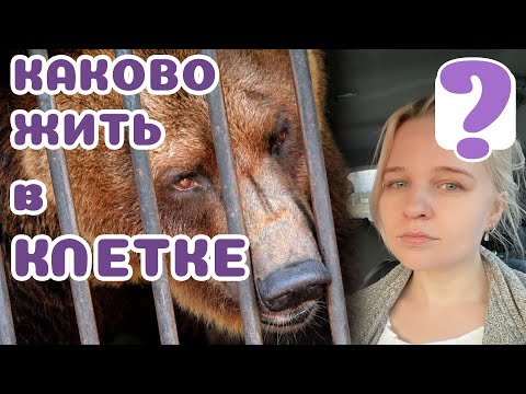 Видео: Плохо ли животным жить в клетке?? Что нужно знать, прежде чем кого-либо "выпустить".