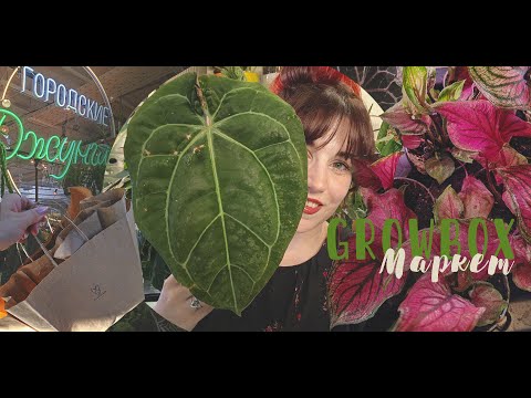 Видео: Growbox Market в Москве🌿