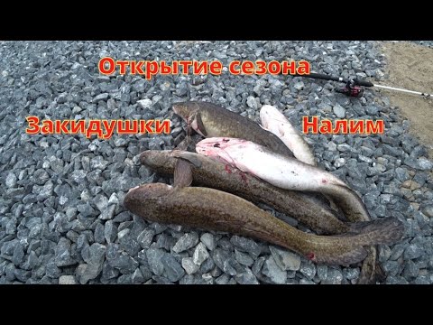 Видео: Открытие сезона   Закидушки   налим