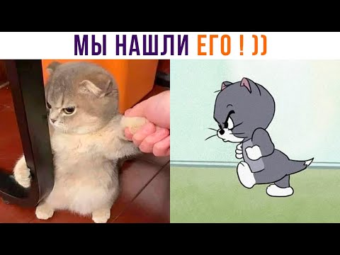 Видео: МЫ НАШЛИ ЕГО! ))) Приколы с котами | Мемозг 1120