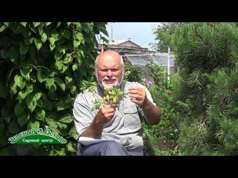 Видео: Вопрос о желтых пятнах на листьях жимолости