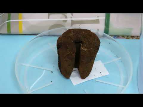 Видео: Основные правила ухода за орхидеей от А до Я.