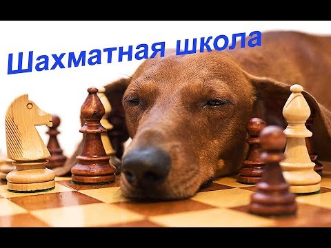 Видео: Урок 22. Связь стратегии и тактики в шахматах.