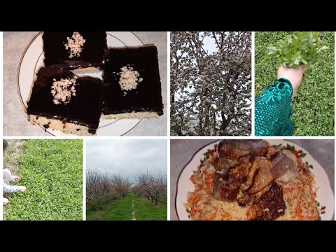 Видео: видео аз Точикистон🥳💐оши дегдони🥰пирожни😋сайругашти деха🫶манзарахои зебои Ватан🤗