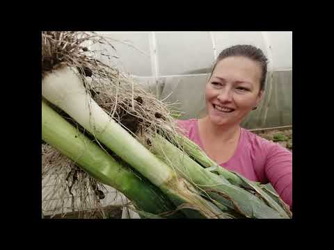 Видео: КРУПНЫЙ ЛУК ИЗ СЕМЯН ОТ ПОСЕВА ДО УРОЖАЯ ЗА ОДИН СЕЗОН