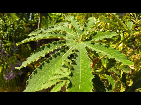 Видео: Brassaiopsis hispida – редкое экзотическое растение для садов в тропическом стиле