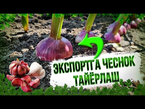 Видео: Экспорт боп қизил чеснок таёрлаш ( Eksport bop qizil  chesnok tayyorlash ) 마늘 농사 Garlic growing  种蒜