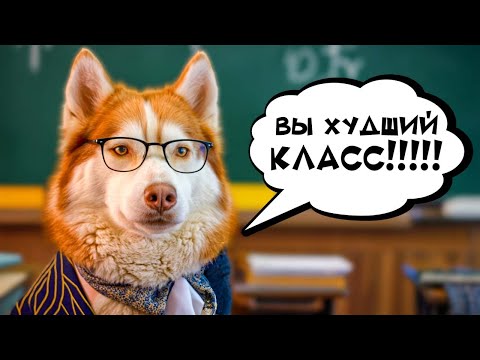 Видео: НАС ОСТАВИЛИ НА ВТОРОЙ ГОД!! ЕСЛИ БЫ ПЁСИКИ ХОДИЛИ В ШКОЛУ   Хаски Бублик Говорящая собака