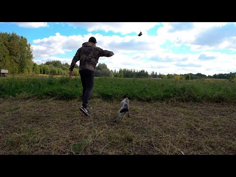 Видео: Вот это собака. Схватил утку и не отпускает. Охота на утку с курцхааром