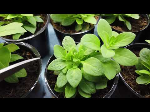 Видео: Первые проблемы с ВЕГЕТАТИВНОЙ АМПЕЛЬНОЙ ПЕТУНИЕЙ.