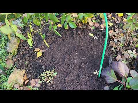 Видео: Дача засыпает. Заканчиваю садовые работы.