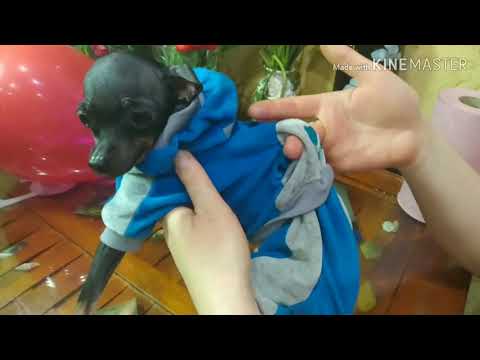 Видео: Мини той-терьер.Сердце льва, но всё-таки терьер.