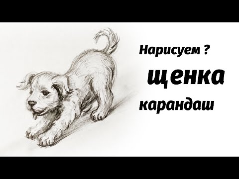 Видео: Как нарисовать щенка карандашом. Мастер-класс // Short pencil drawing tutorial: puppy