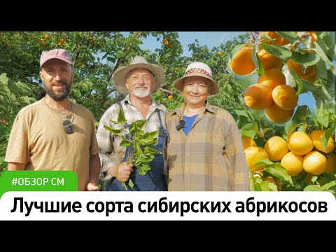 Видео: Лучшие сорта сибирских абрикосов #СадыМечты #СадовыйЭксперт