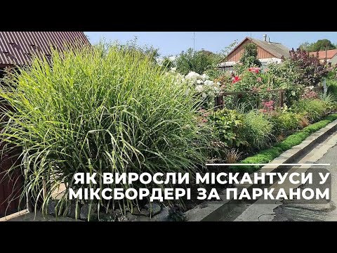 Видео: Як виросли міскантуси у міксбордері за парканом