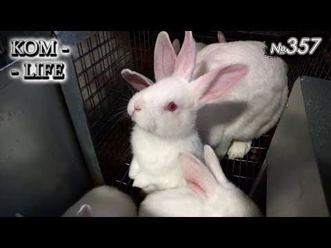 Видео: Кролики заехали в сарай
