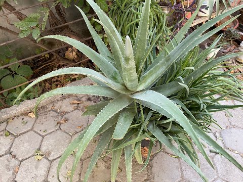 Видео: Размножение Алоэ Вера детками. Отделение и пересадка деток Алоэ.